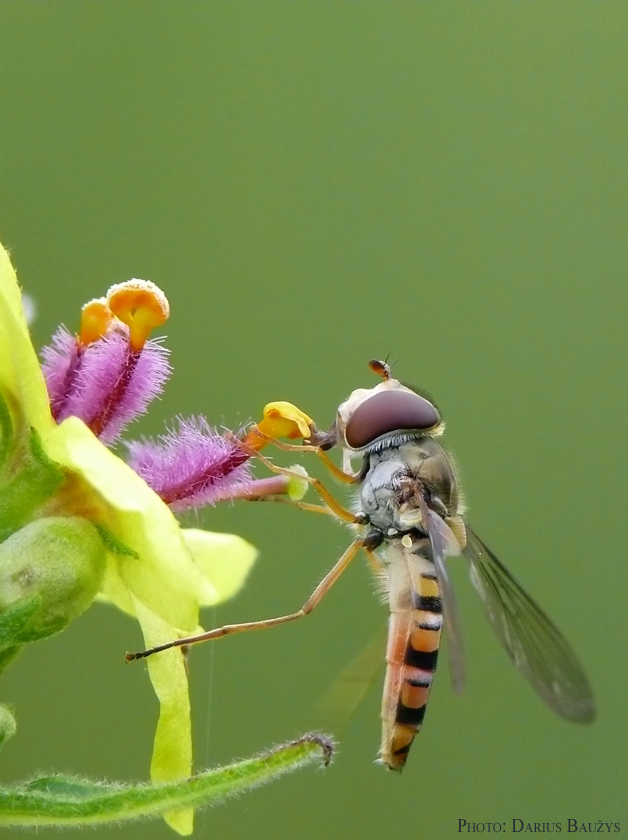 P1130102_crop_macroclub