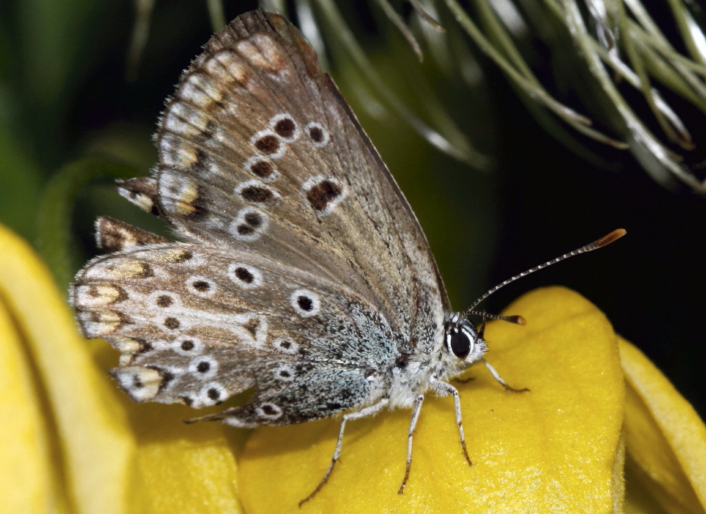 PolyommatusEumedon0001