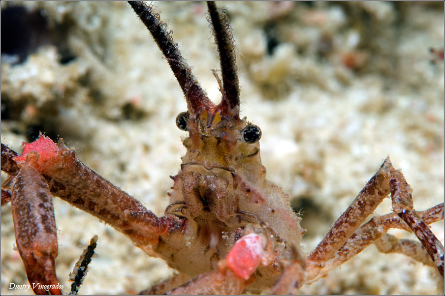 Spider-VVA_0006-900-203