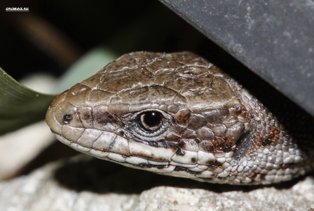 UralLizard0002