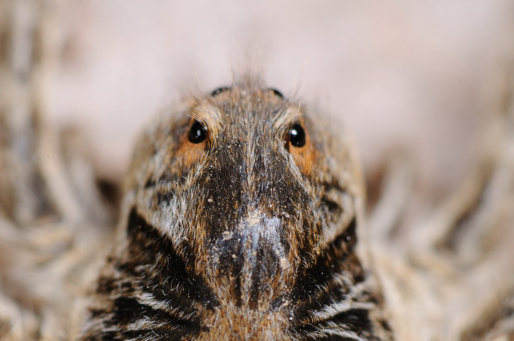 ahtuba_2009_macro_131-s