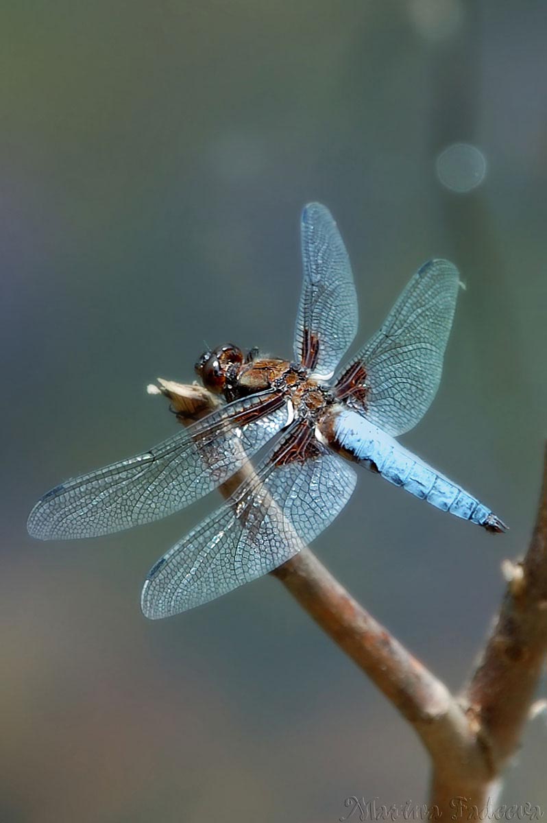 broad_bodied_chaser