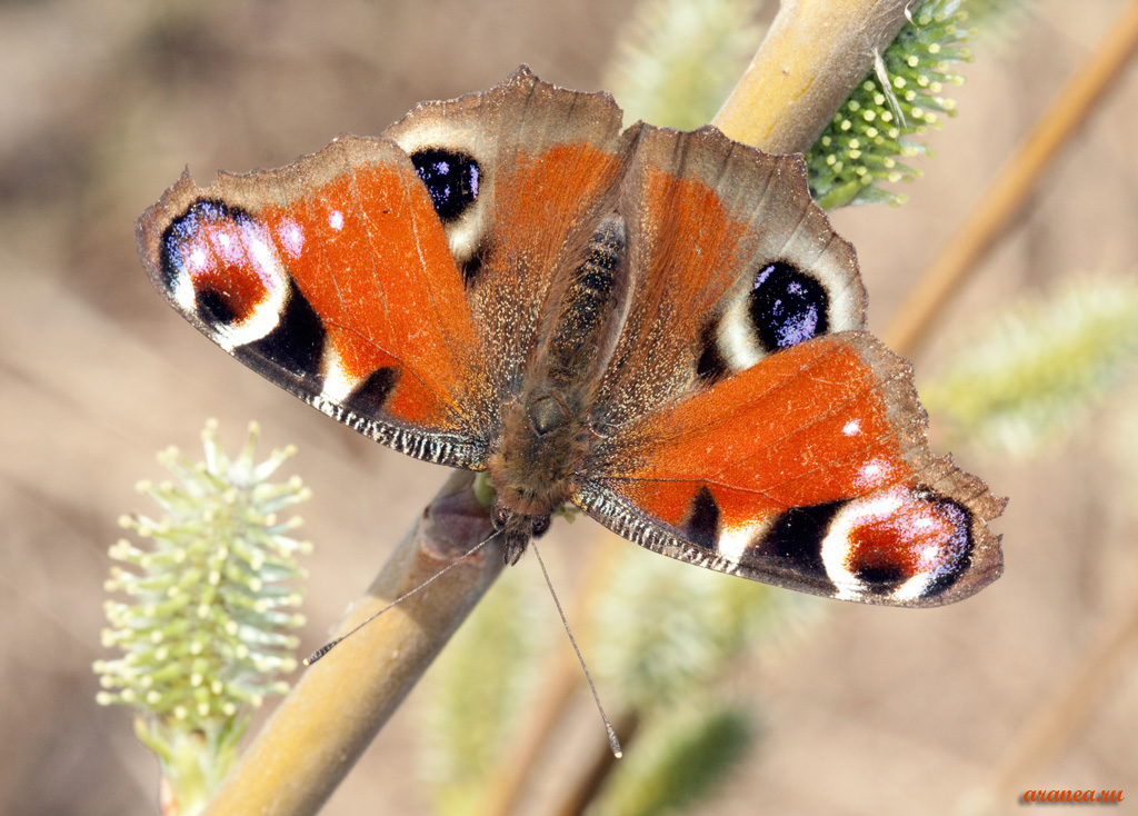 butterflyAfterWinter274