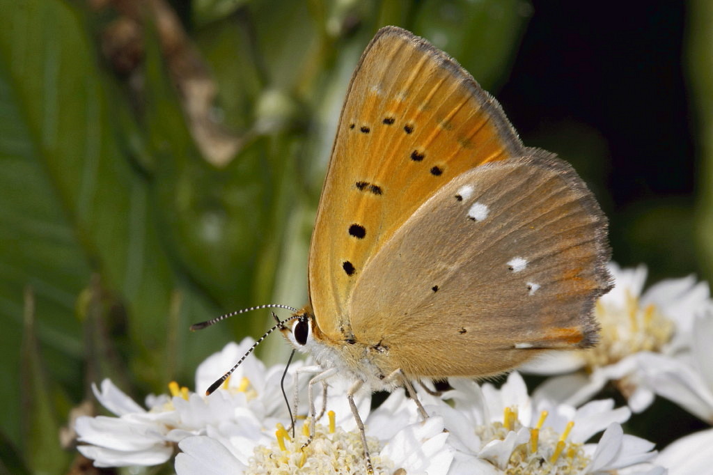 femalechervonets0002