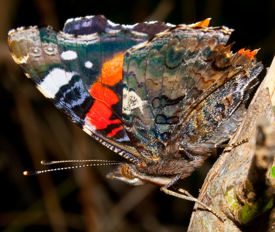 gallery_4673_344_1275904