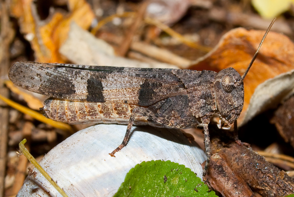 gallery_4673_344_140899