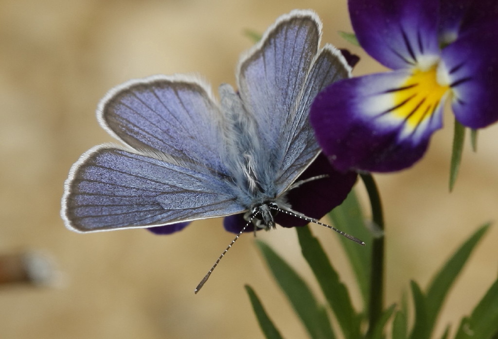 golubyankaiviola0001