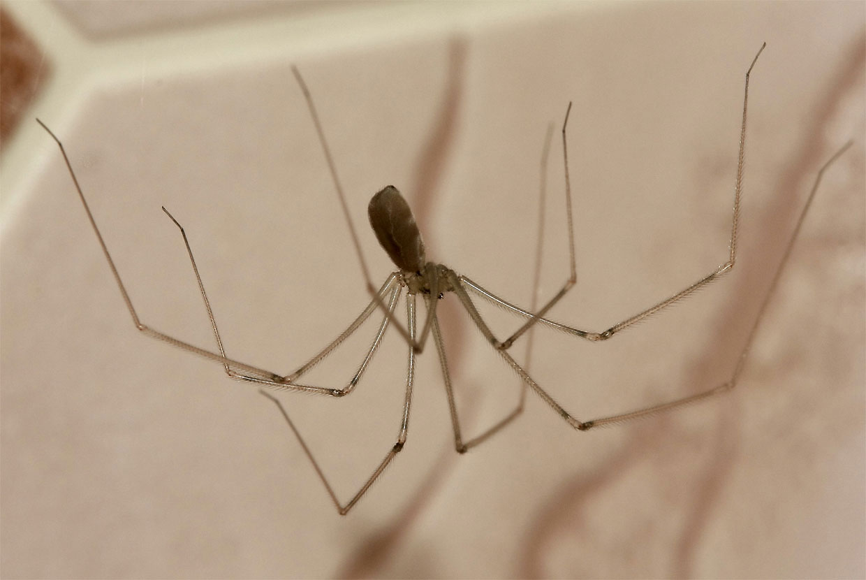 pholcidae2