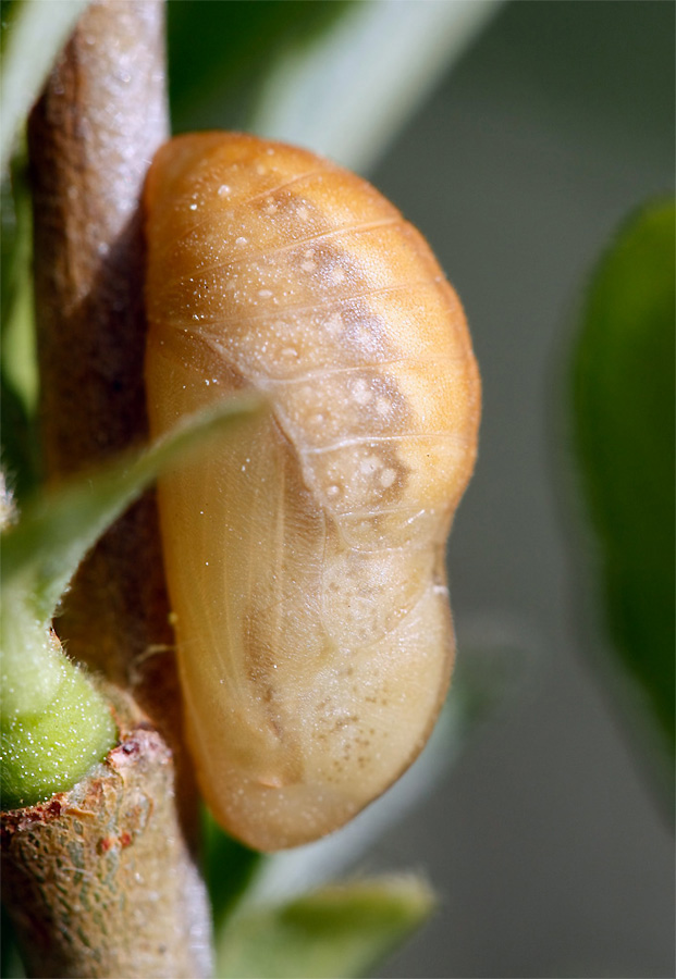 pupa1small2