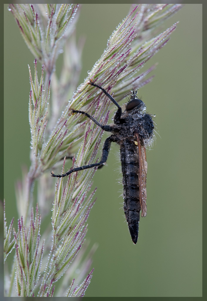 robber_fly_frame