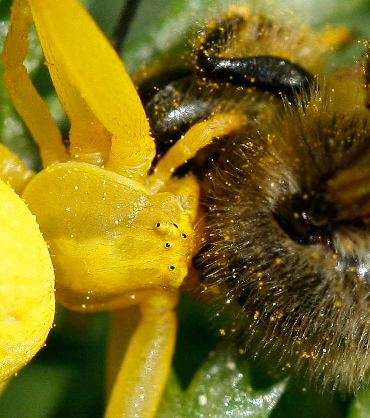 spider_bee1fragment