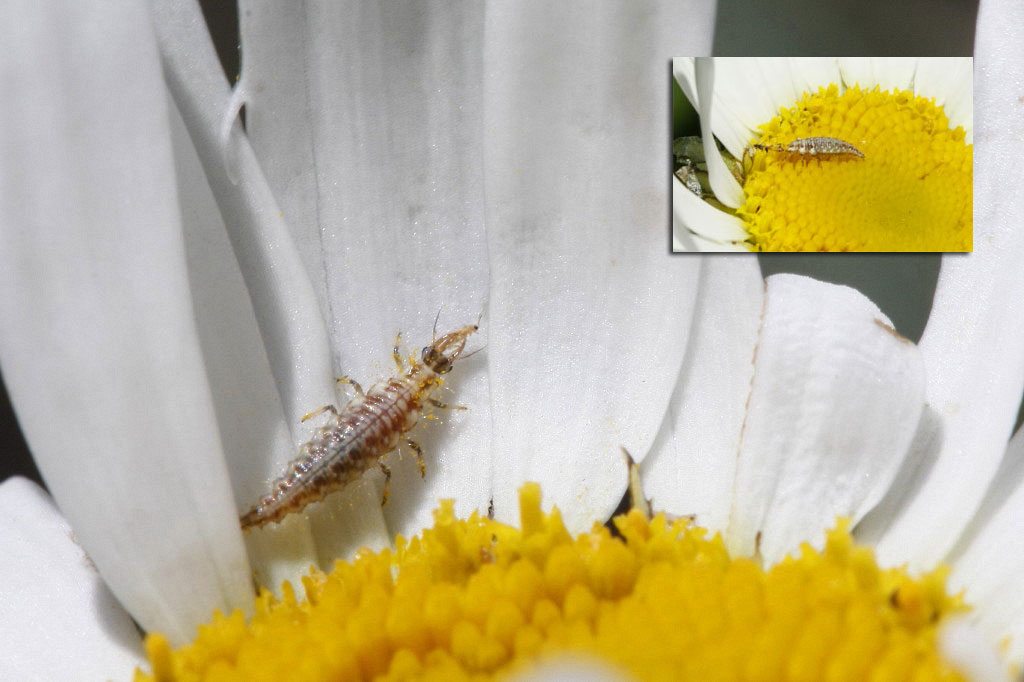 zlatoglazkatrips0003