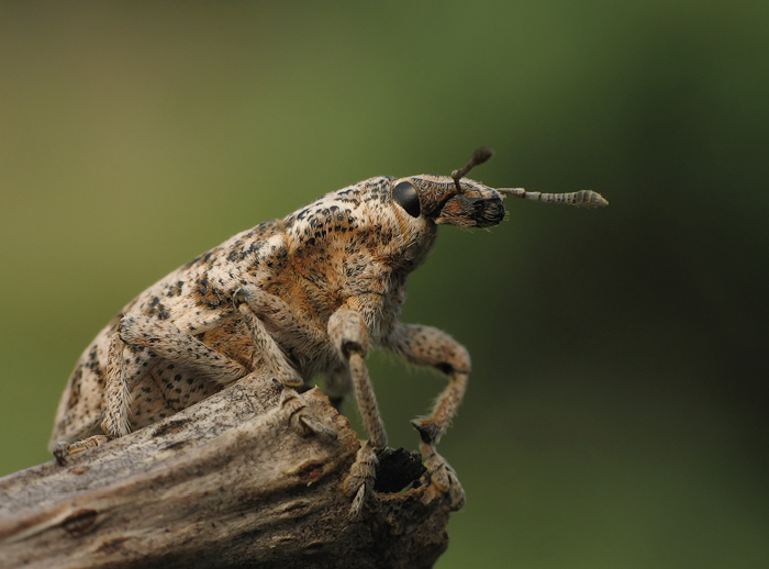 Leucomigus_candidatus