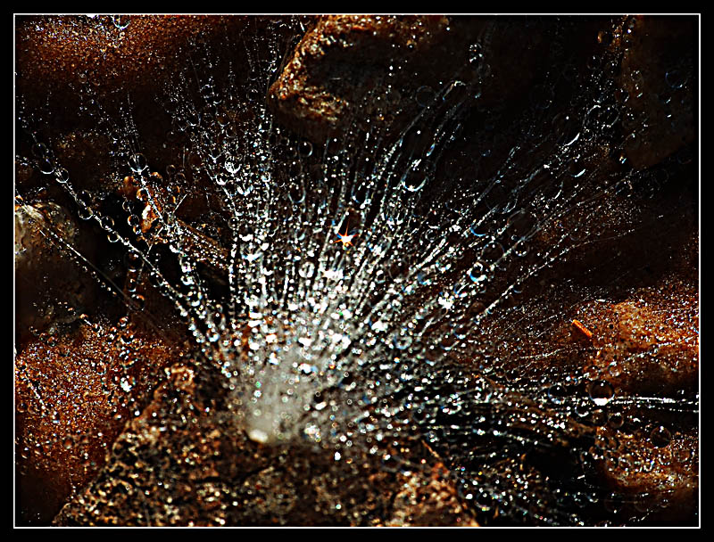 2007_1222swamp0042dpc