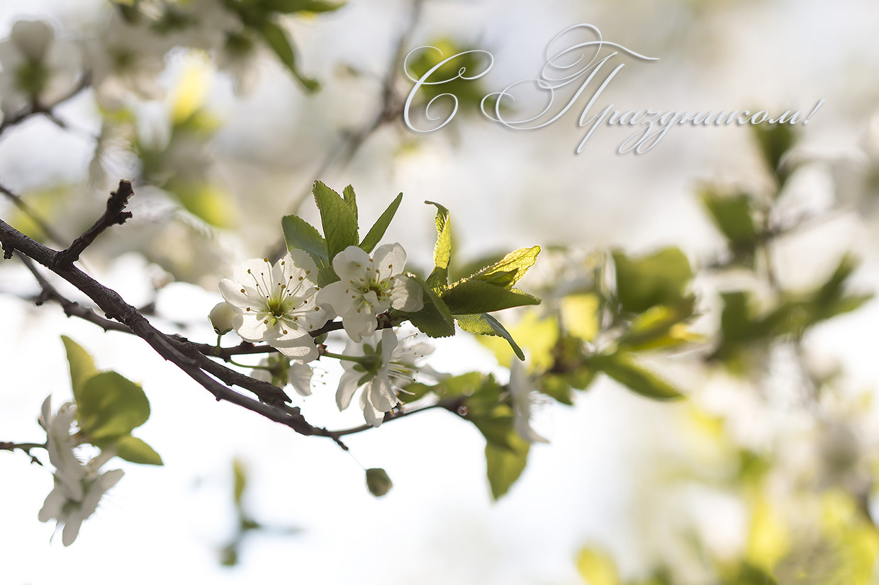 Cherry_blossoms_in_the_setting_sun_w2