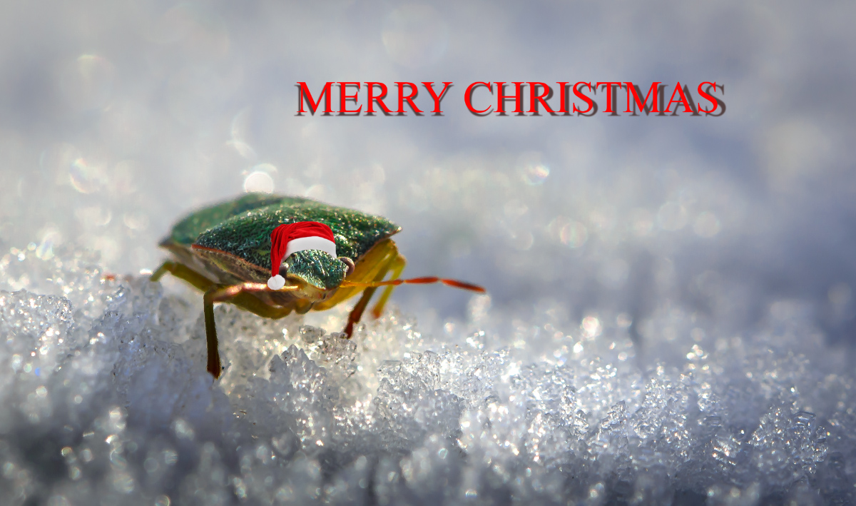 DSC_2869_MerryKristmas