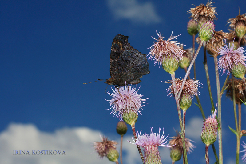 -_-11_07_10_070_800_533