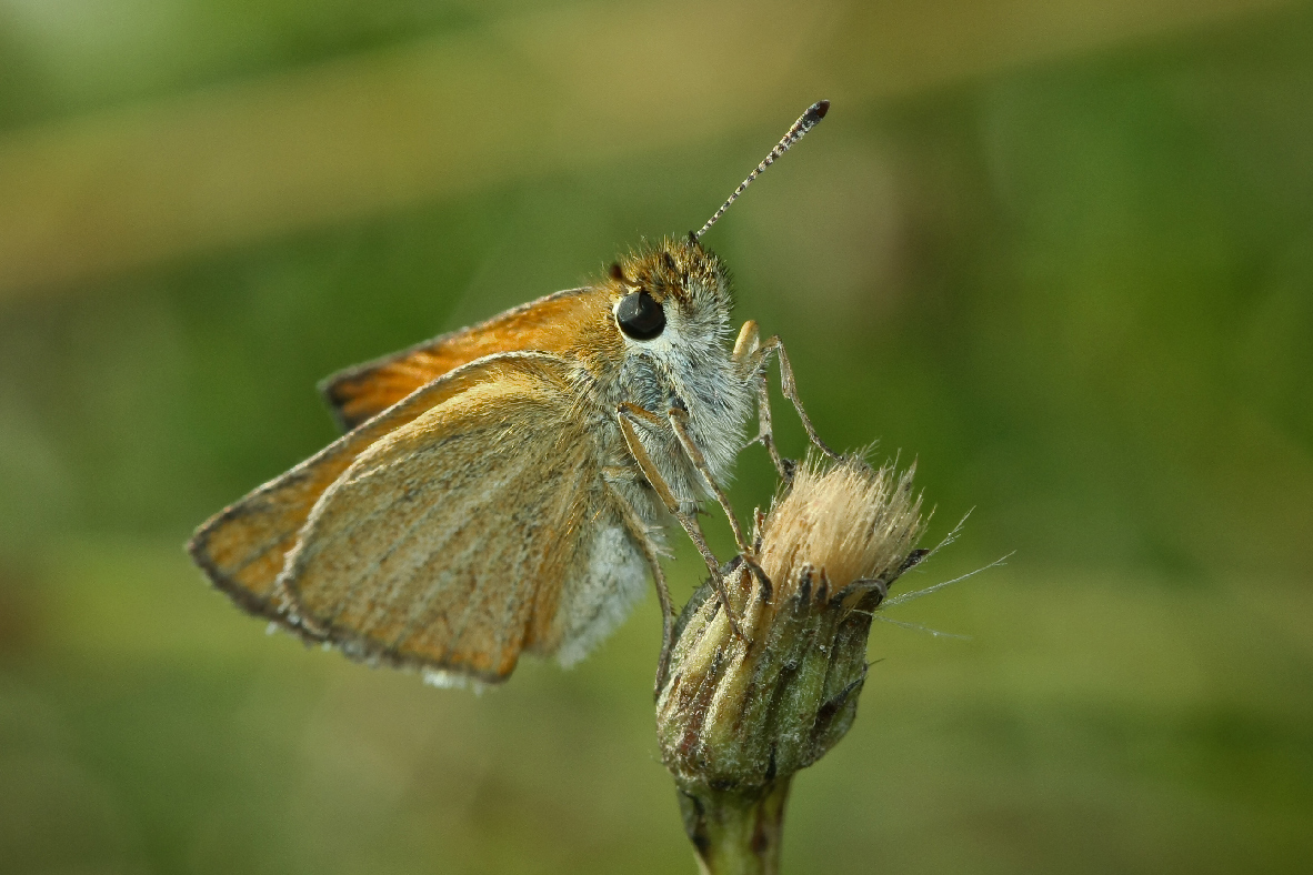 -_-_Thymelicus-lineola_-3