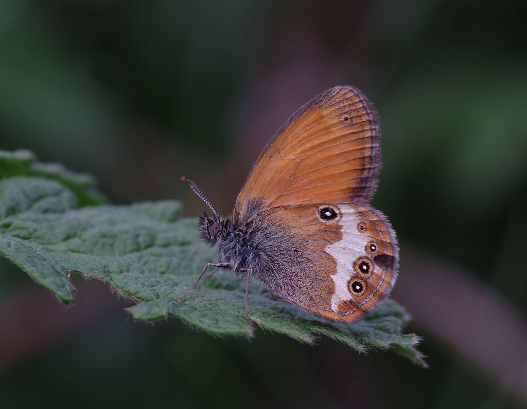 -_Coenonympha_arcania_Linnaeus_1761_