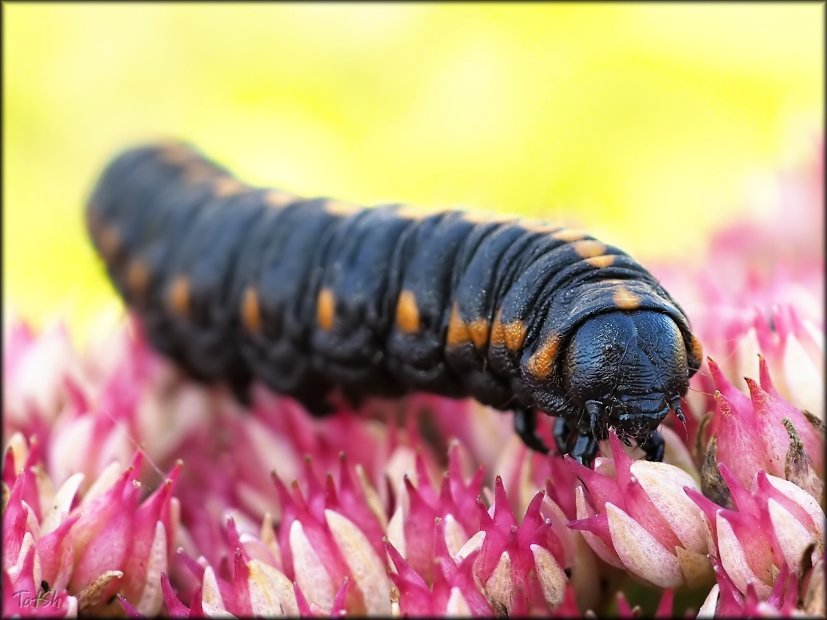 -_Cucullia_lucifuga_2015-09-26_13-51-09_