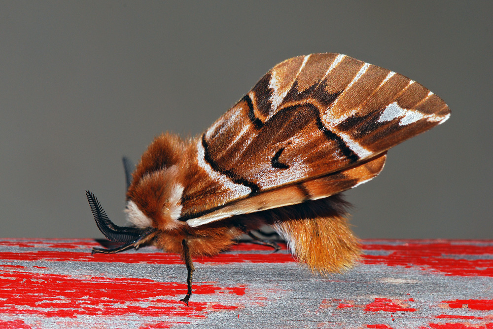 -_Endromis_versicolora