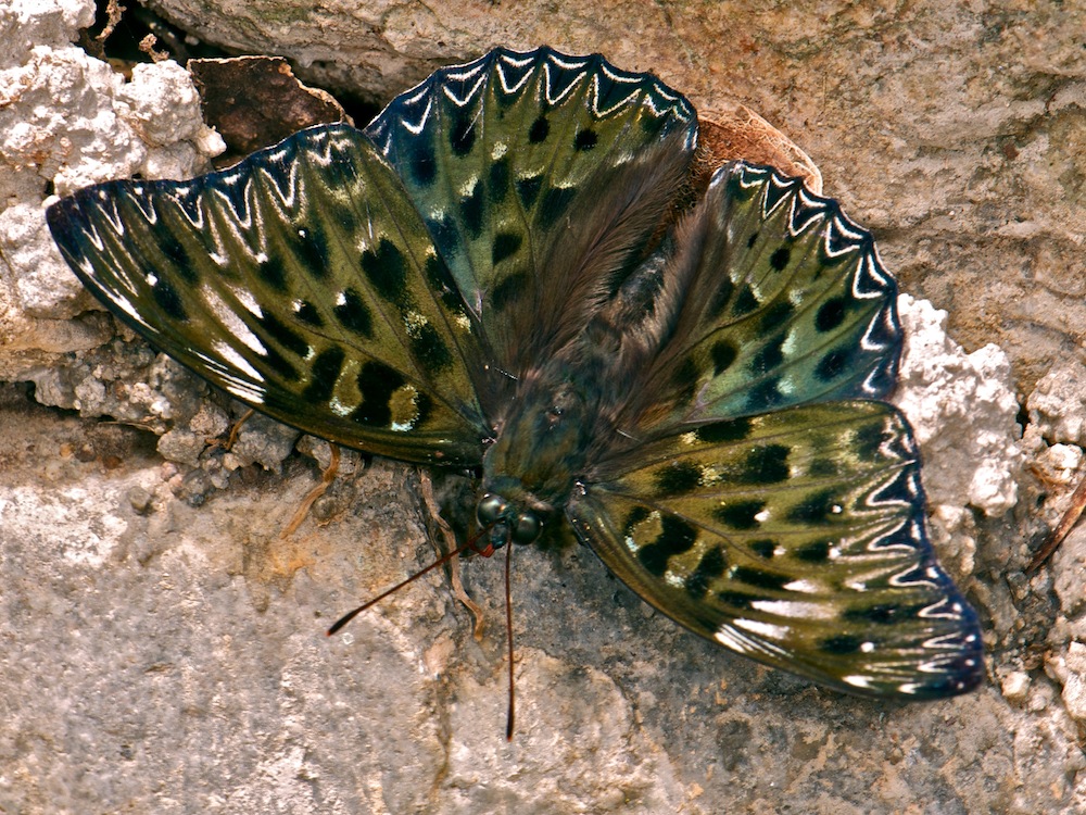 0_4baa4_ae559c67_orig