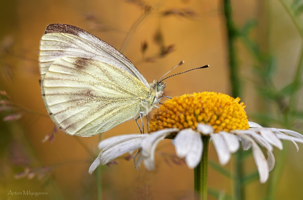 0_5e8b7_b6487217_XXL