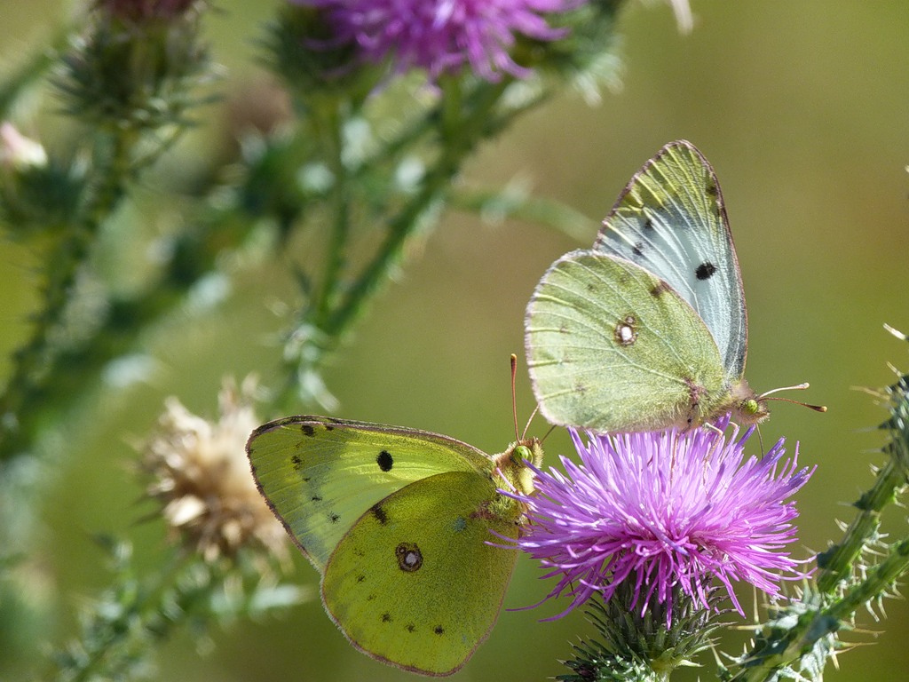 0_6462e_df10f25e_XXL