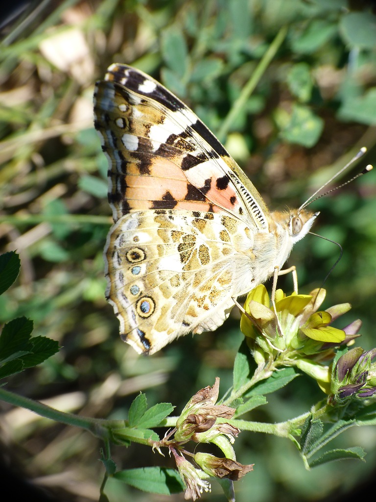 0_66126_e7166126_XXL