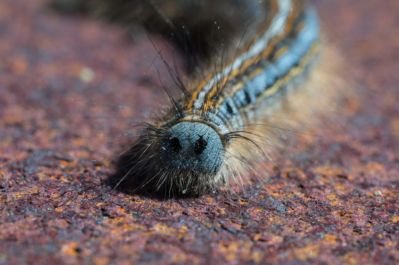 0_ae229_91161571_XXXL