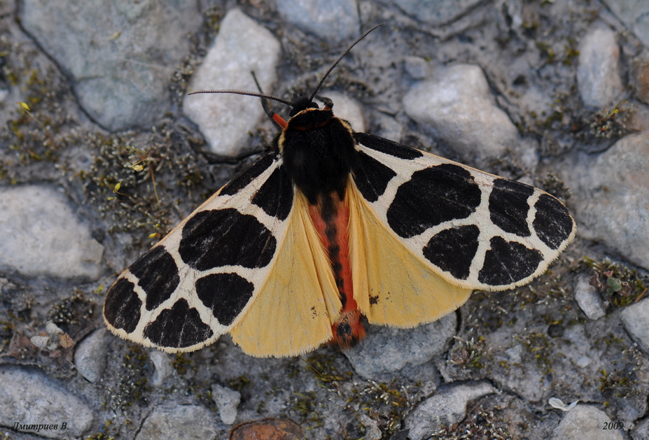 10_A_flavia_Fuessl_004