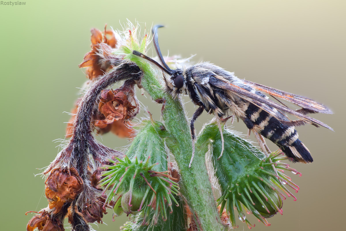 11-07-24_125424_M_A_R_8_S_4