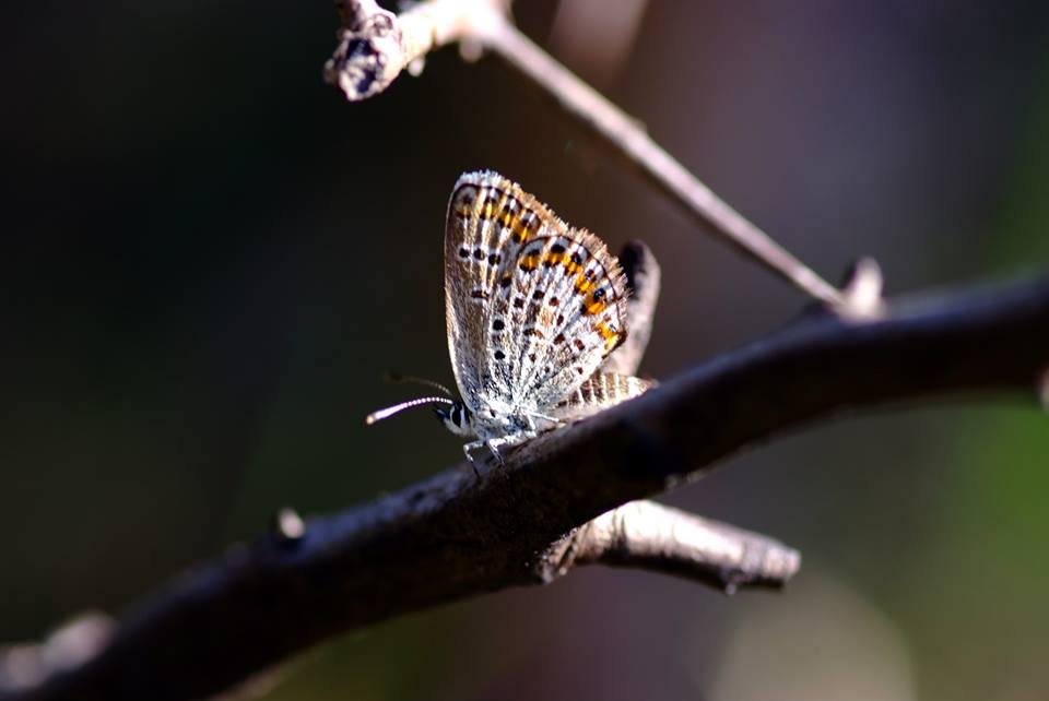 11817184_714428325349276_1632803062138961285_n