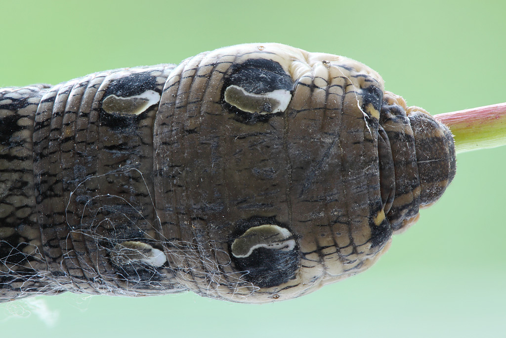 12-08-13_172146_M_B_R_8_S_4