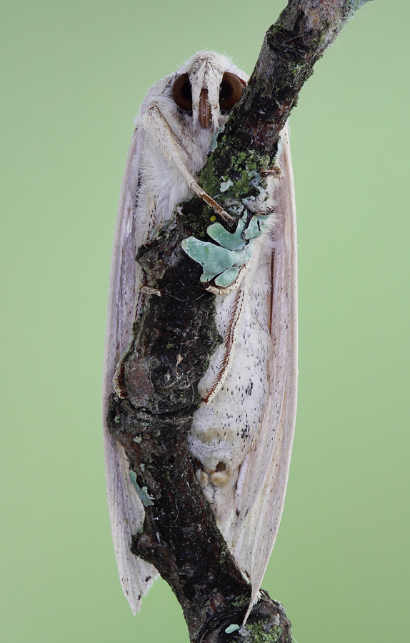 12-09-08_180206_M_B_R_8_S_4