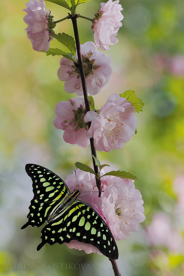 12_05_13_IMG_3645_900_600