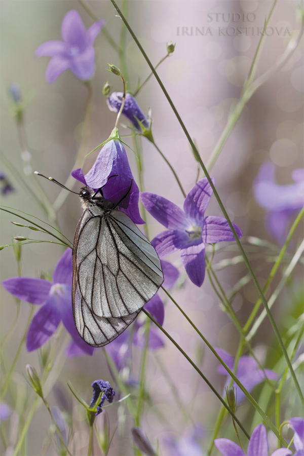 14_06_13_IMG_7775_900_600_297_