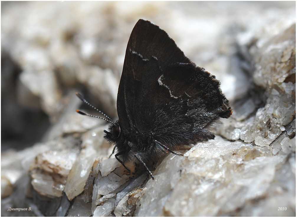 15_2010_Ahlbergia_Korea_021