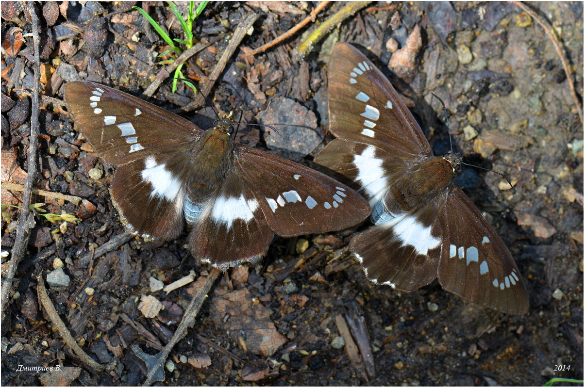 15_2014_Satarupa_nymphalis_5372