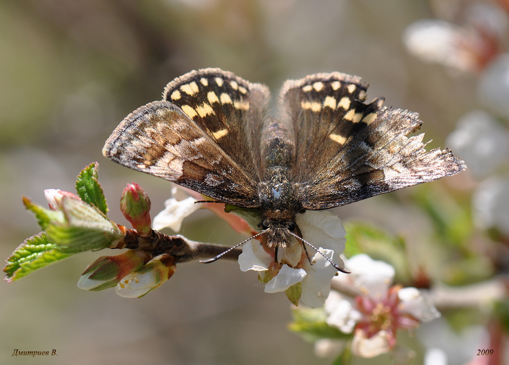 15_Erynnys_brizo_146