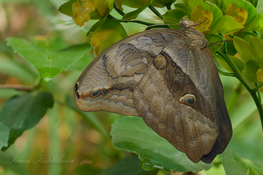 17_04_12_IMG_2954-_900_600