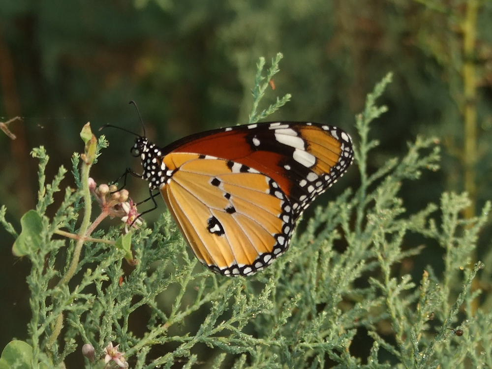 2007_0731pardes0049mcl