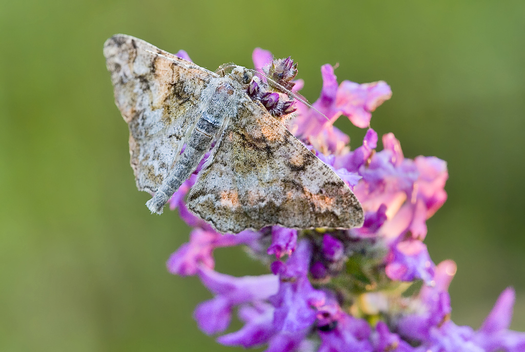 2009_07_16_123_Shadow