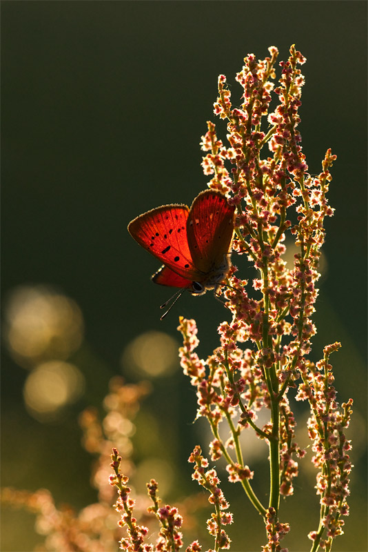 2010-06-18_0201-1_copy_copy_800