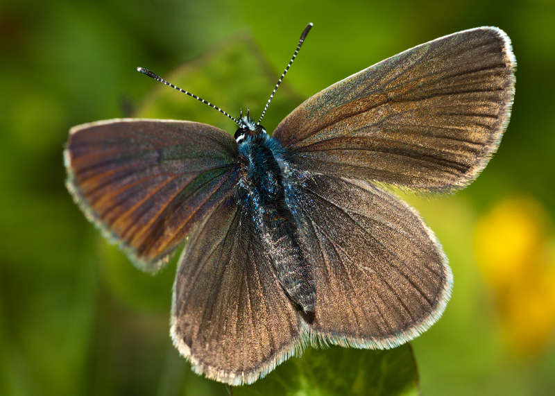 2011-07-07_11-15-50_copy