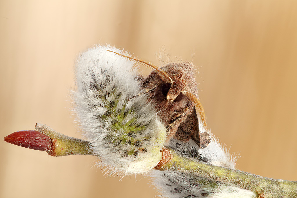 2013-04-27-16_37_44_ZS_PMax