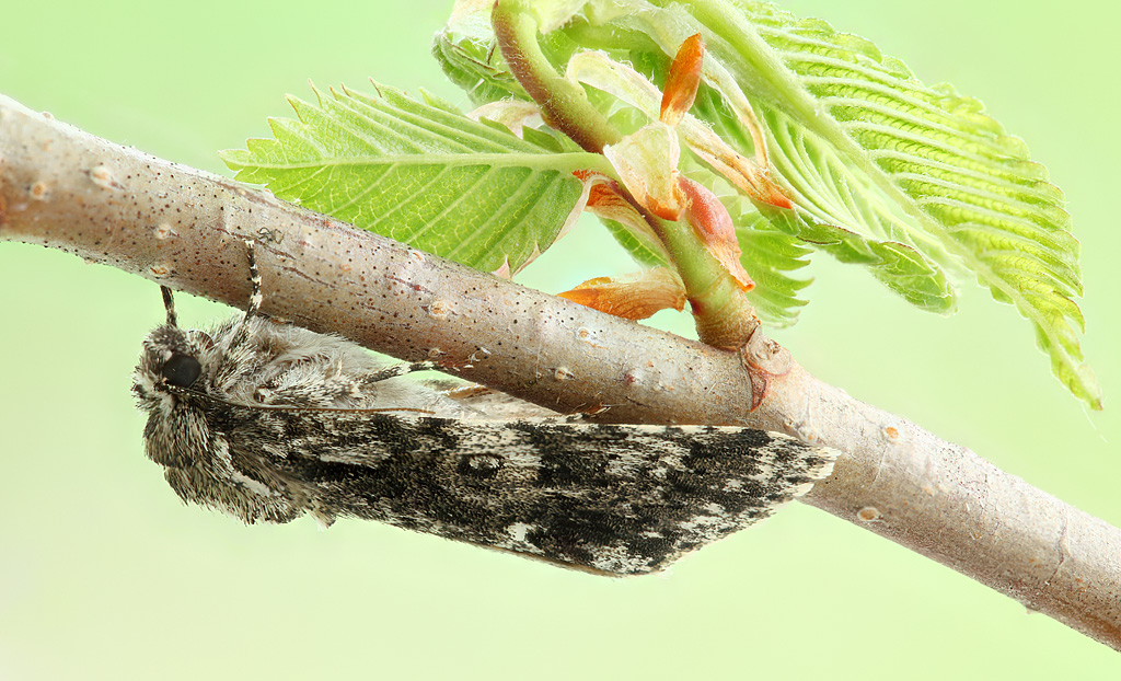 2013-05-24-15_15_53_ZS_PMax