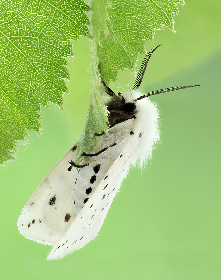 2013-05-30-18_39_11_ZS_PMax