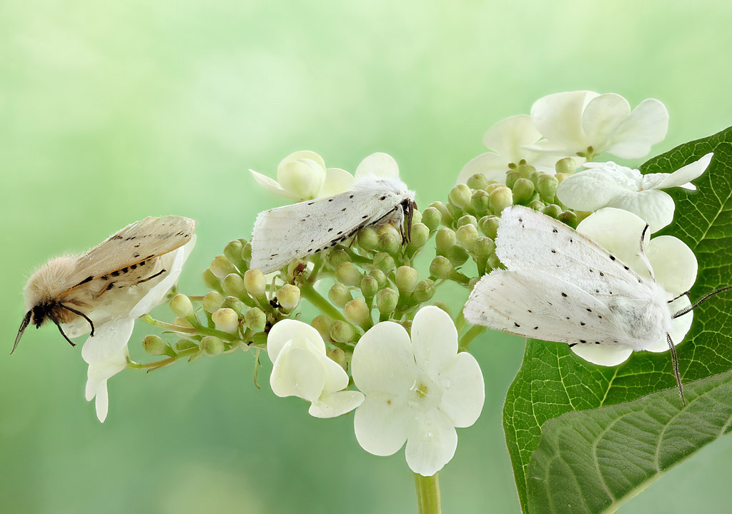 2013-06-07-15_49_10_ZS_PMax