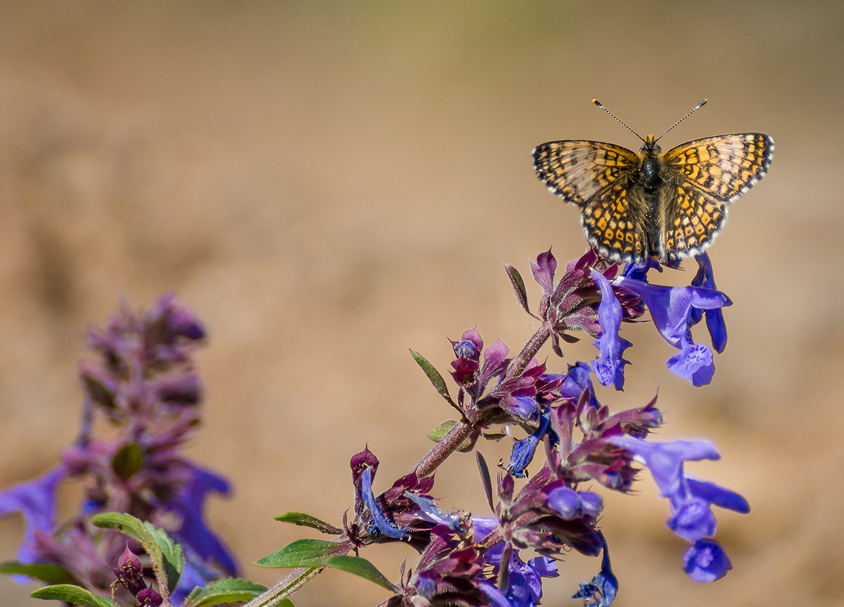 20140615_165428_DSC07805_40_1